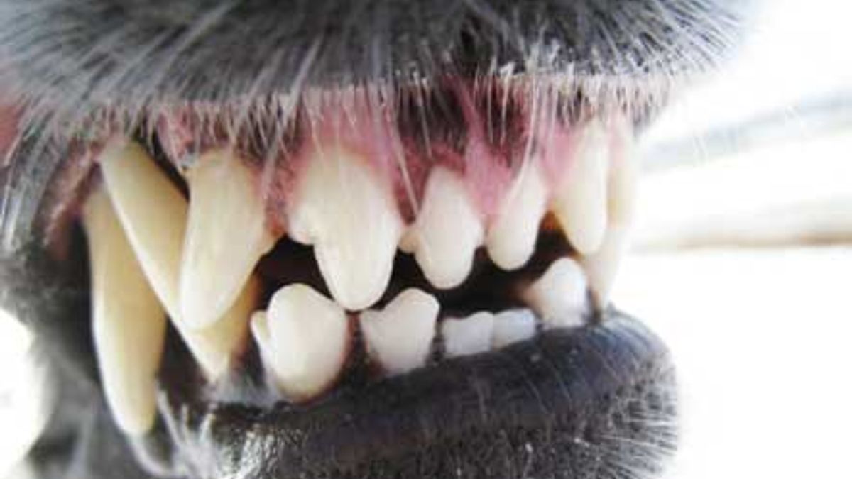 Man Spaubeek aangevallen door vier honden