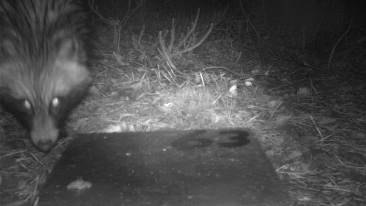 Wasbeerhond gezien op het Hijkerveld