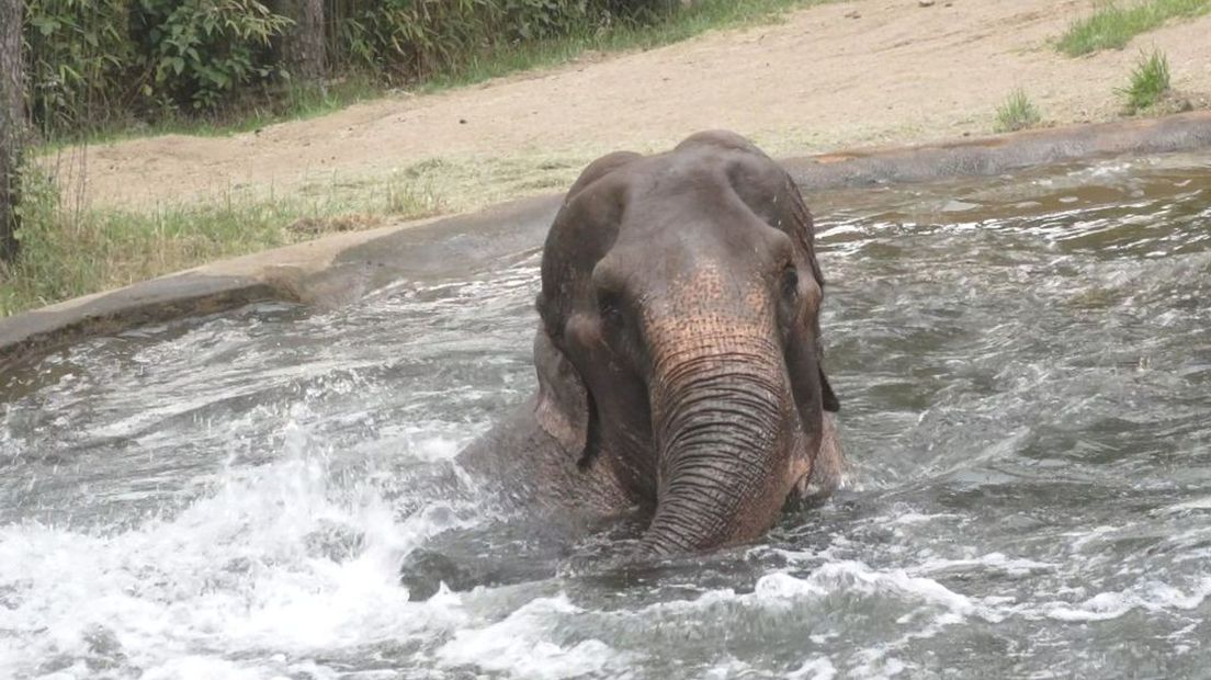 Deze olifant zoekt en vindt verkoeling