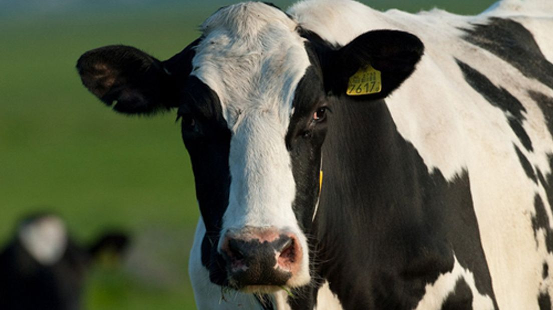 De politie en buurtbewoners van de Nieuw Burgelaarseweg in Barneveld zijn maandag uren bezig geweest om een ontsnapte koe te vangen. Rond 13.15 uur is de koe verdoofd door een dierenarts en in een trailer getild.