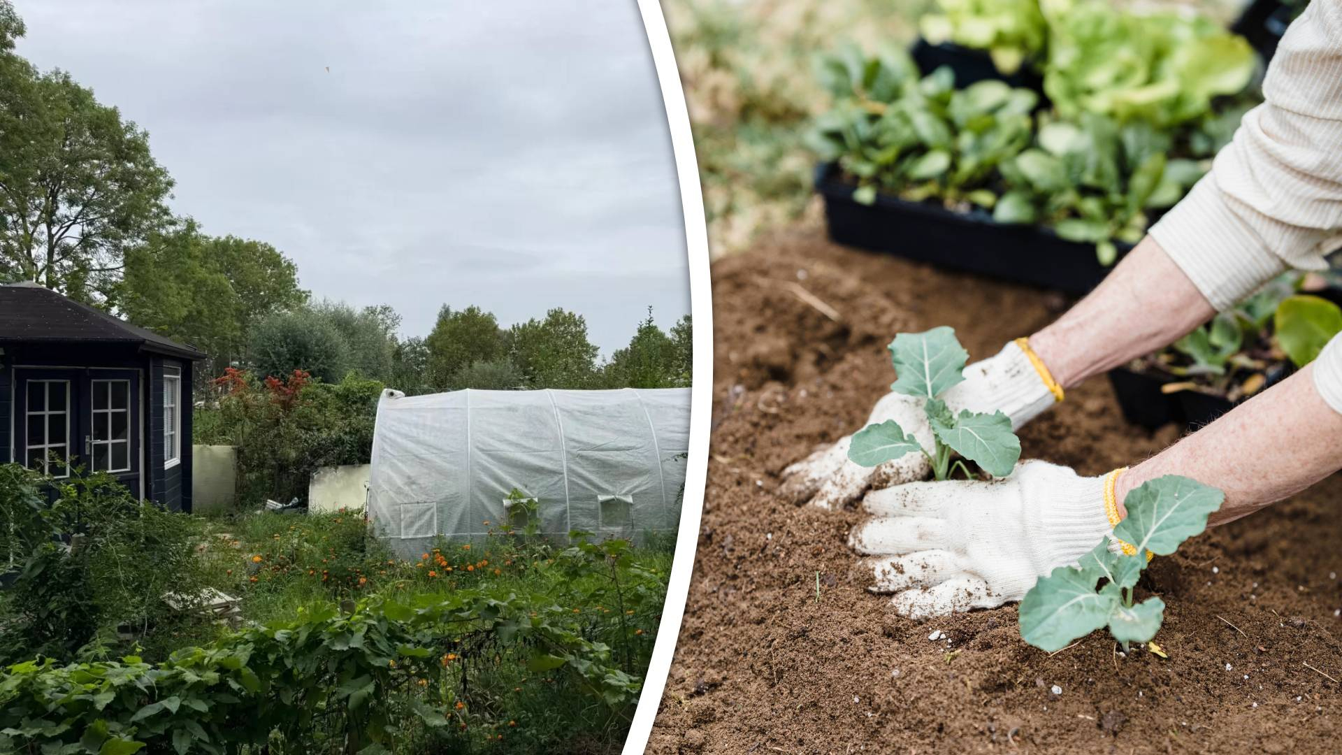 Tuinders in Rhoon hebben het gehad met dieven die de hele oogst jatten
