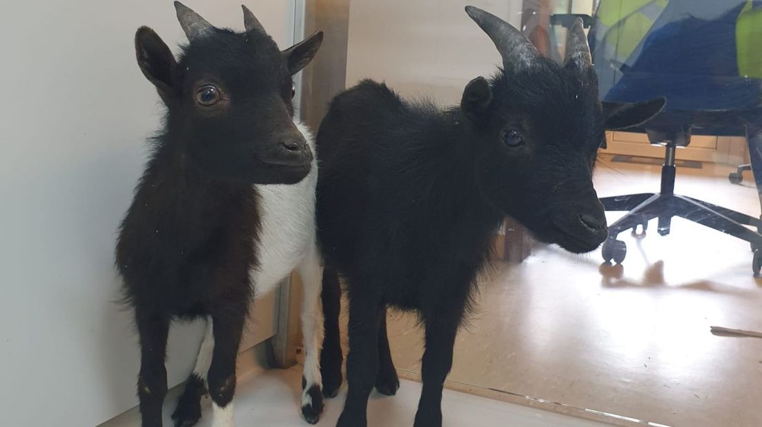Op de Stadsbaan in Leidsche Rijn liepen gisteren twee bokjes.