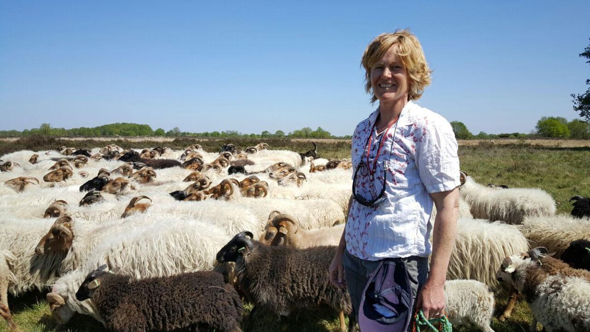 Opnieuw herder weg bij schaapskudde Exloo na conflict