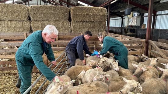 Groningse dierenartsen starten met vaccinatie tegen blauwtong: 'Fijn dat we los kunnen'