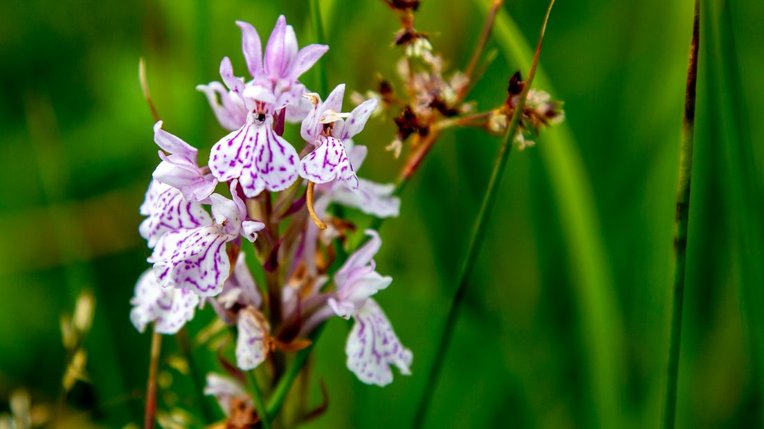 De Achterhoek moet meer en meer een bloemenparadijs worden waar orchideeën, klokjesgentiaan en andere zeldzame planten groeien. Om dit te bereiken is in natuurgebied Beekvliet bij Barchem een groot natuurherstelproject bezig.