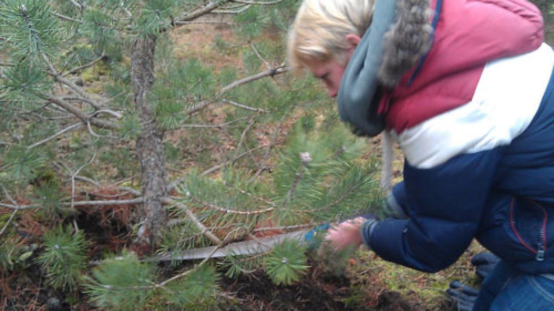 In Park De Hoge Veluwe is het ook dit jaar mogelijk om je eigen kerstboom om te zagen.