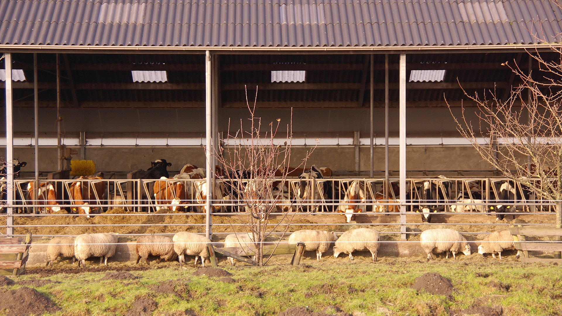 Kabinet Trekt Mogelijk Honderden Miljoenen Uit Voor Uitkopen Boeren ...