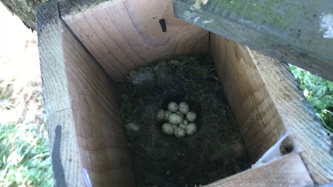 Het vogelhuisje van Gea (Rechten: RTV Drenthe/Jeanine Hofsteenge)