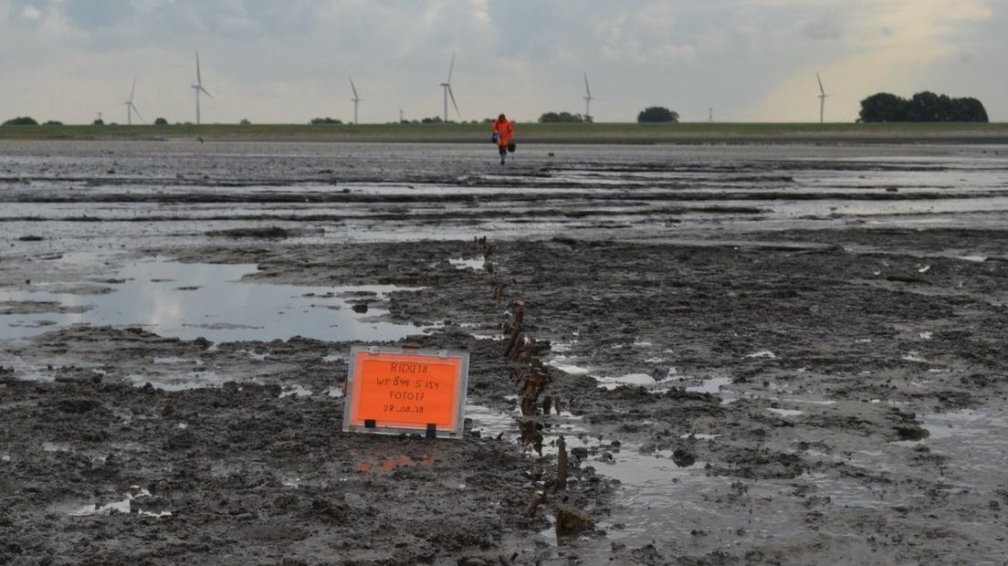 Op de slikken bij Rilland zijn resten van visweren ontdekt