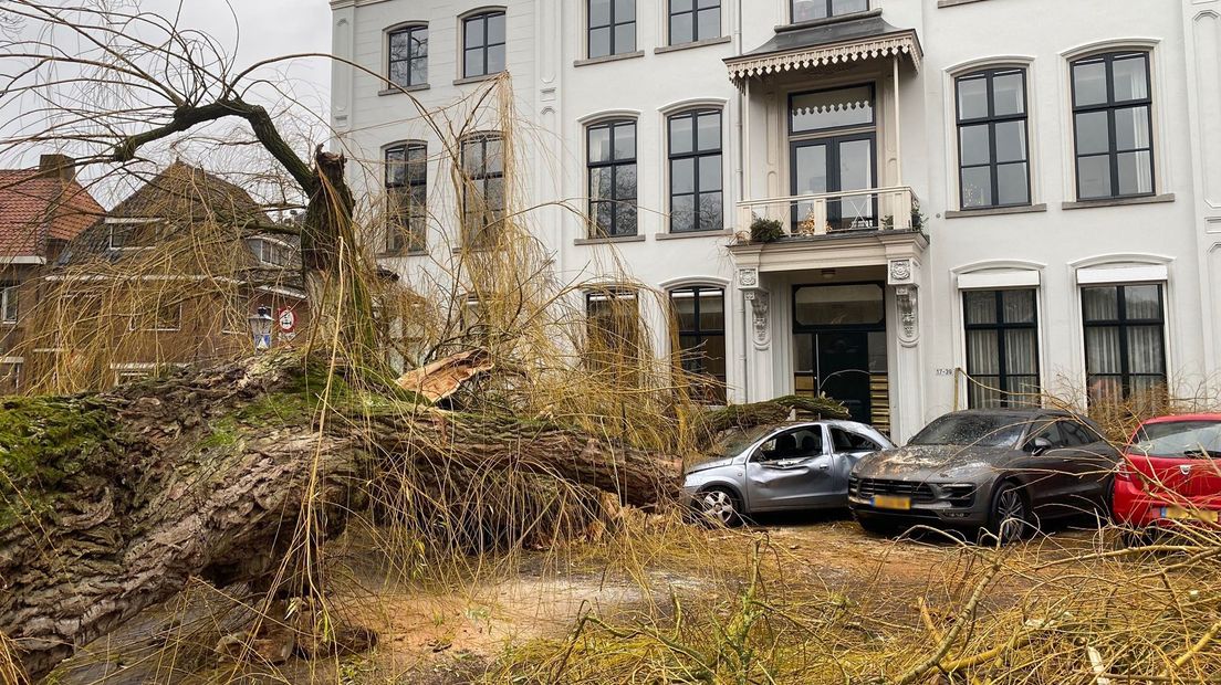 Er liggen vier auto's onder de kruin van de boom.