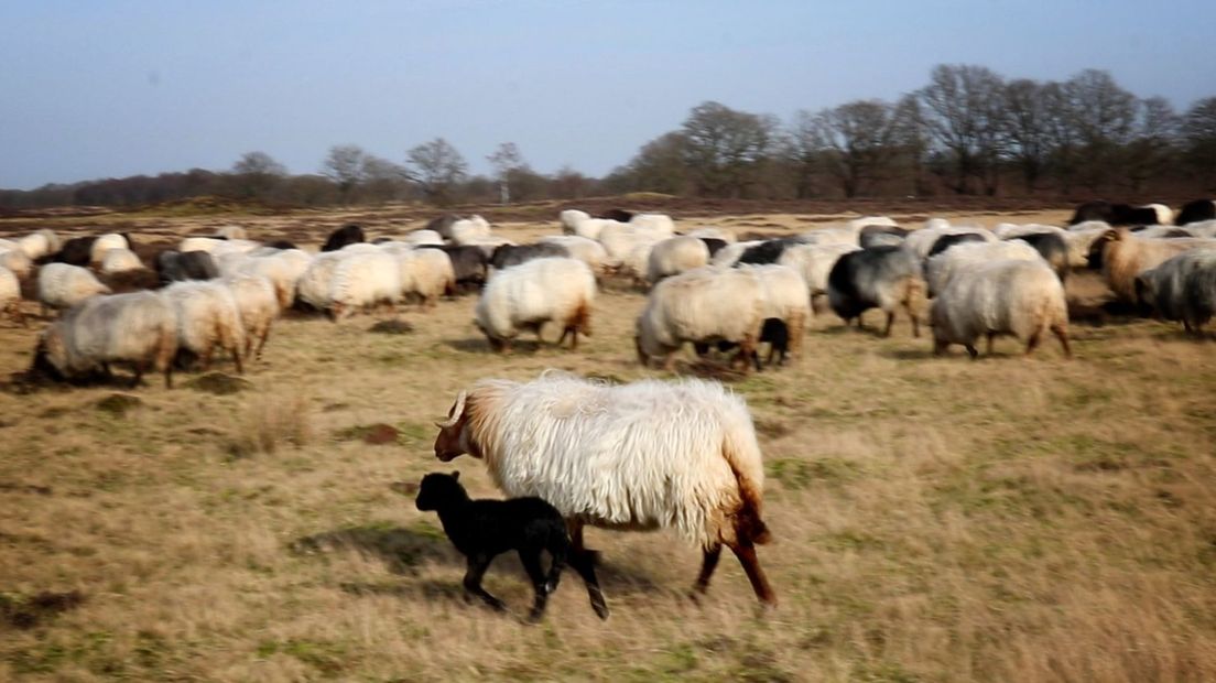 Een van de twintig 'ongeplande' lammetjes op het Balloërveld