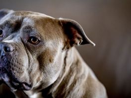 Dierenzorg steeds duurder: sparen voor de jaarlijkse inenting van je hond