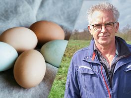 Bruine eieren populair bij consument, maar boer heeft liever wit: wat is het verschil?