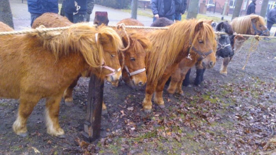 Pony's op de voorjaarsmarkt in Zuidlaren
