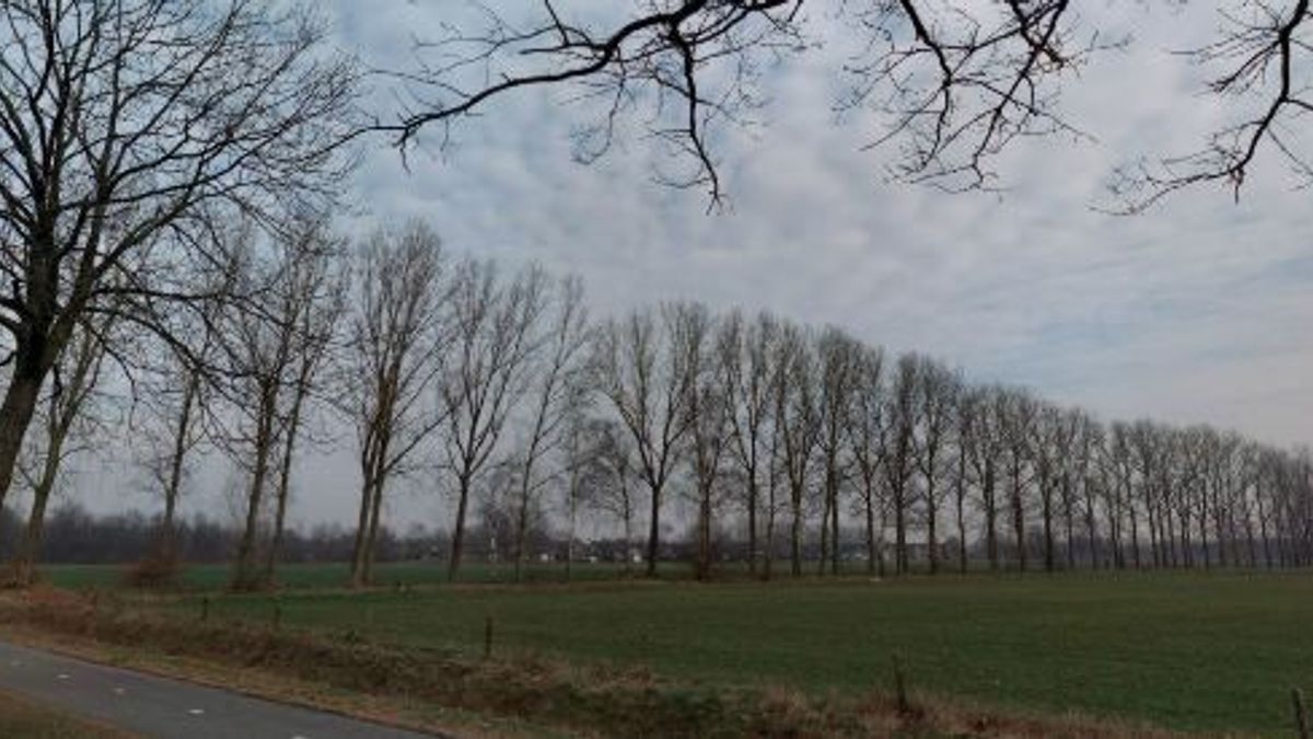 Tientallen zieke bomen tegen de vlakte in Haler