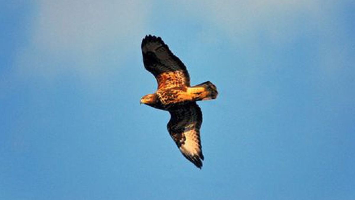 Roofvogels vergiftigd in de Ooij