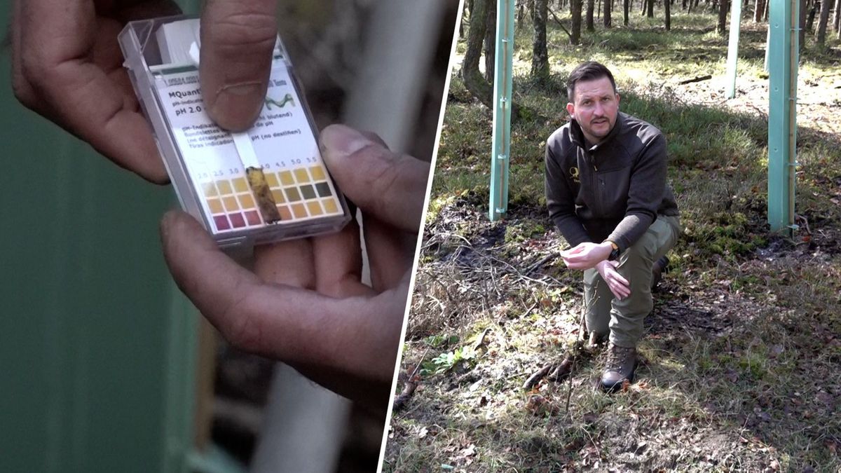 Kapotte kokers op de Veluwe: beschermen ze het bos nog wel?