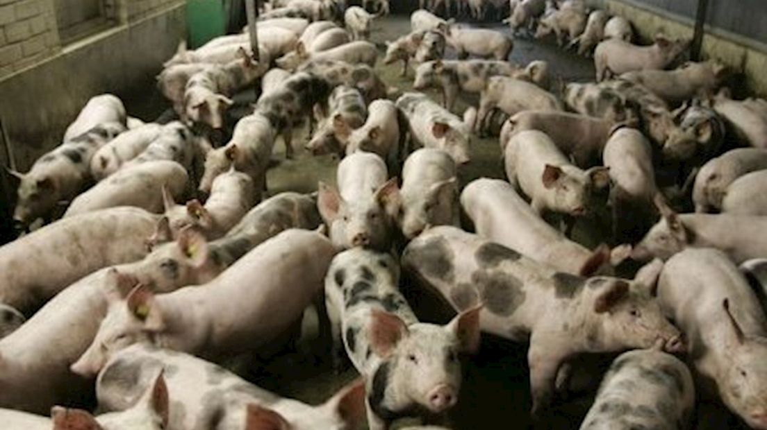 intensieve veehouderij