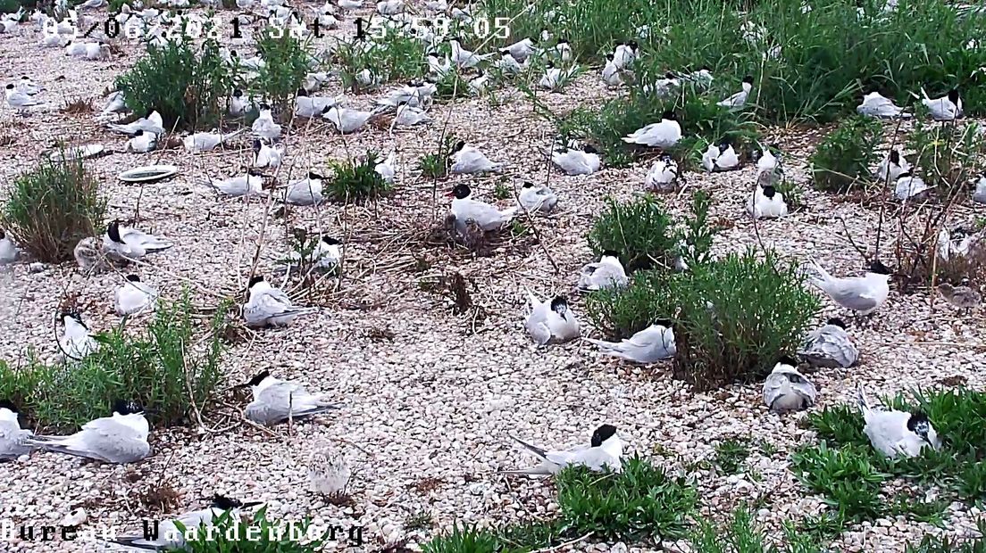 Het Zeeuws Landschap heeft een camera gericht op een eiland vol broedvogels in natuurgebied Waterdunen in Zeeuws-Vlaanderen.