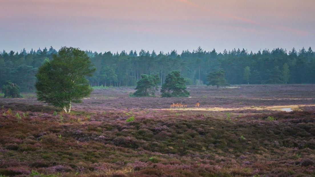 De heide bij Epe heeft al een mooie paarse gloed.