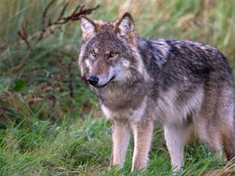 Adviescommissie: landelijke aanpak nodig voor wolf