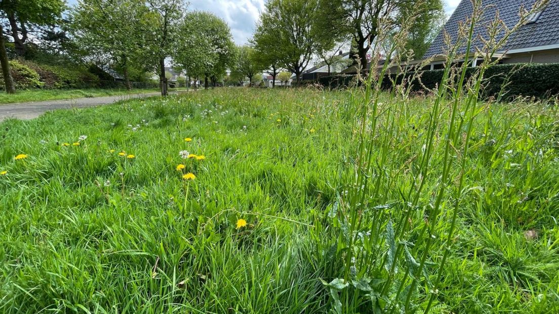 Een grasveld van de gemeente na een maand zonder grasmaaier