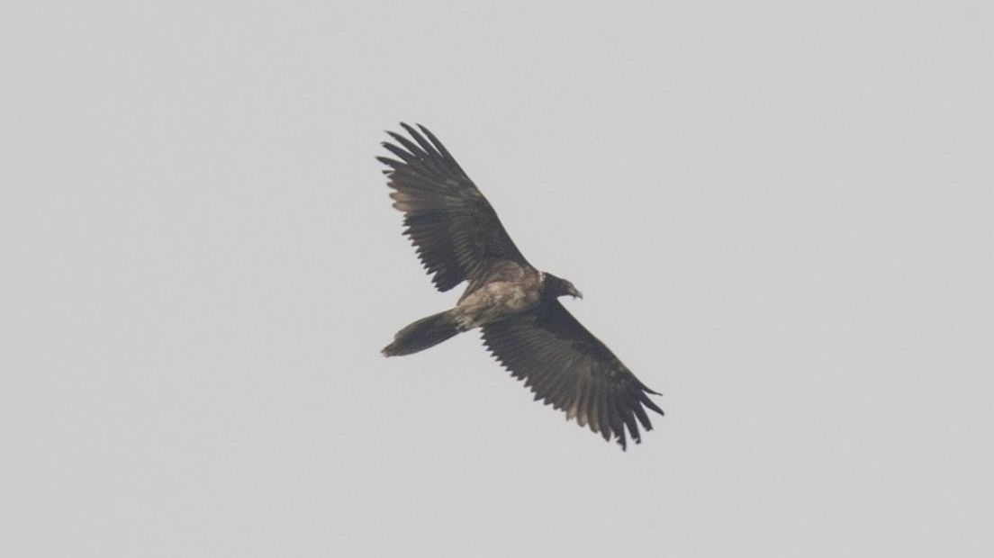 Met een spanwijdte van bijna drie meter is de lammergier een van de grootste vogels ter wereld