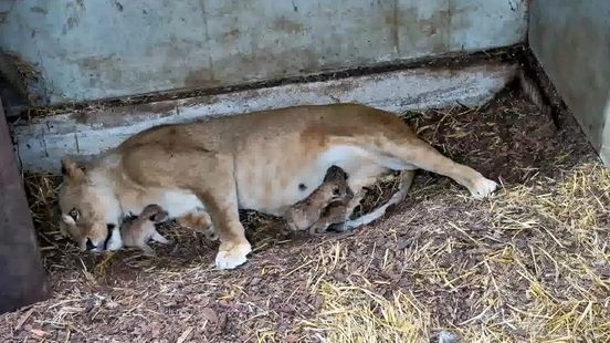 Drie leeuwenwelpjes geboren in Wildlands