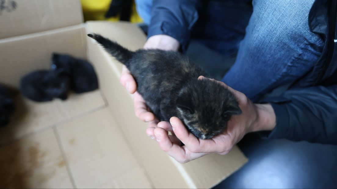 Vier kittens gedumpt in berm langs Lozerlaan