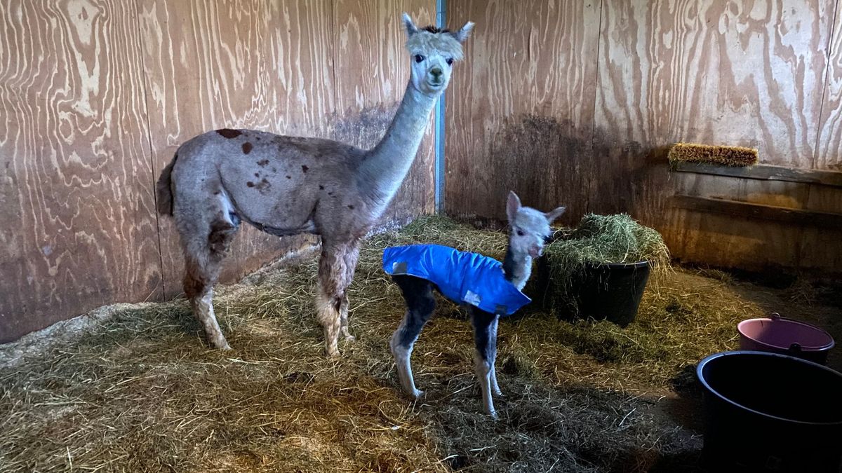 Winterwondertje op alpacaboerderij in Tiendeveen