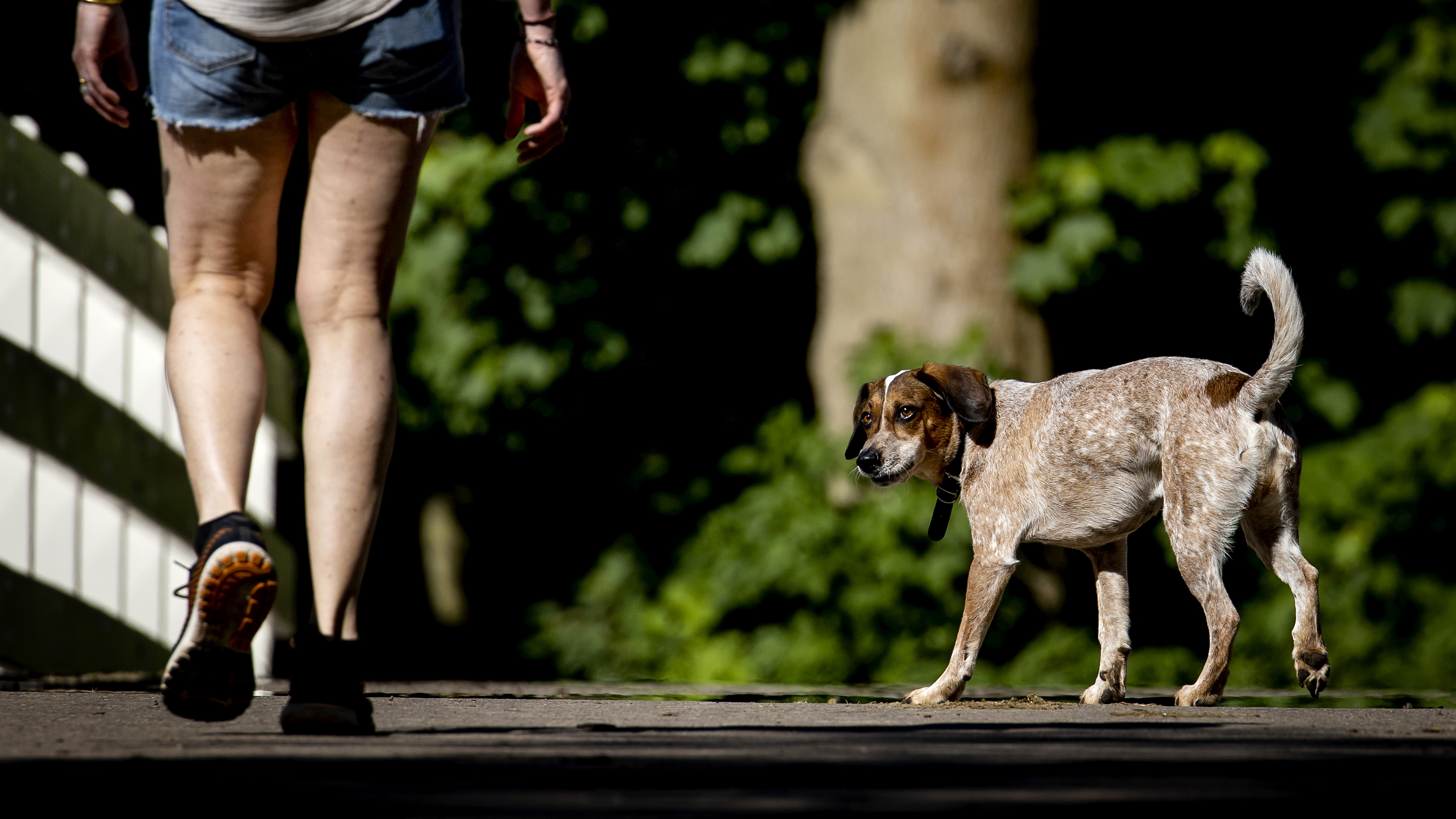 Foto ter illustratie.