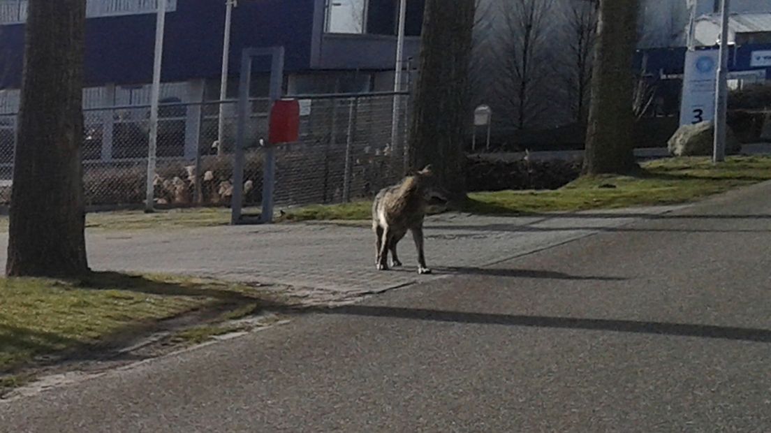 De wolf gespot in Hoogezand in 2015