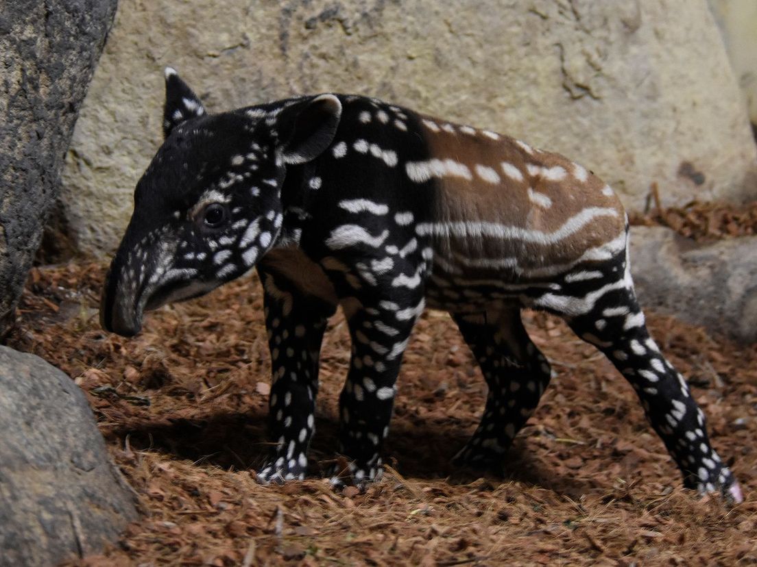 De zaterdag geboren Maleise tapir