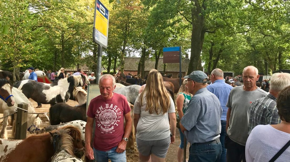 De paardenmarkt in Norg (Rechten: Marjolein Knol / RTV Drenthe)