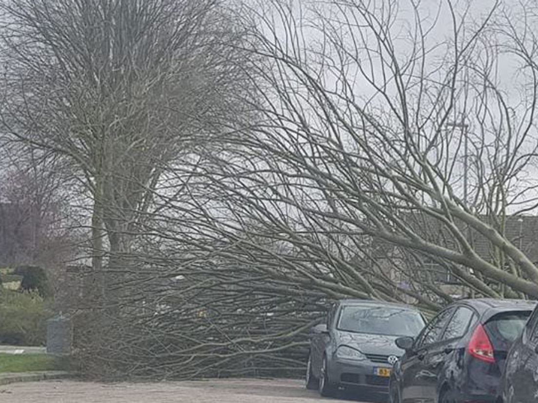 In Hoogvliet is deze boom omgevallen: de hulpdiensten zijn bezig de straat weer vrij te maken.