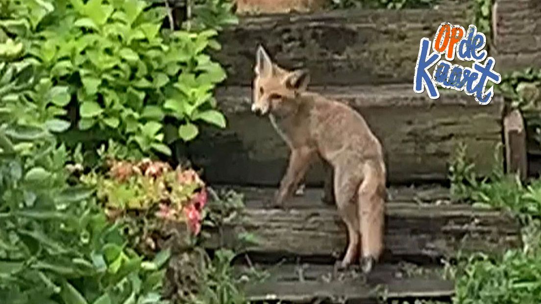 Een vos in de tuin van Paul van Os