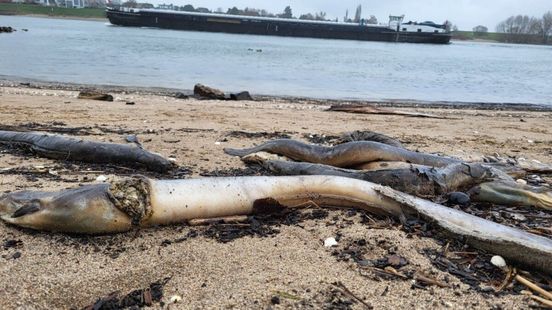 Honderden dode palingen langs de Rijn