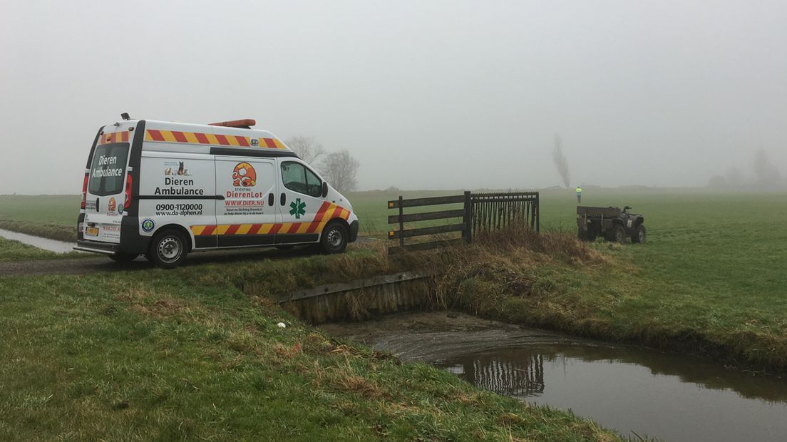 De dierenambulance haalt de dode zwanen in Hoogmade weg