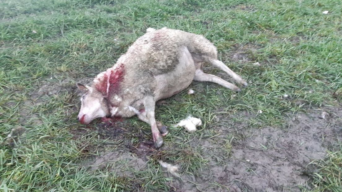 De schapenhouder vond één doodgebeten schaap en meerdere schapen met bijtwonden in zijn weiland