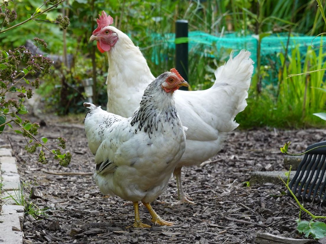 Kippen moeten weg uit buurttuin Barendrecht
