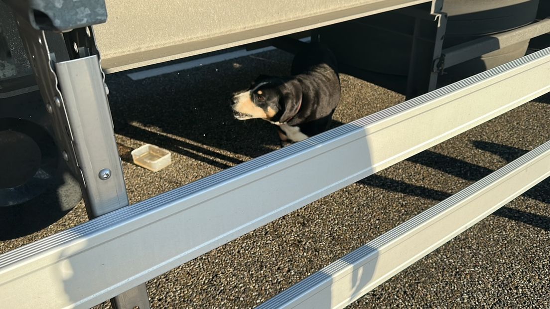 Hond verstopt zich onder truck en laat verkeer vastlopen 1Limburg Hond verstopt zich onder truck en laat verkeer vastlopen 1Limburg