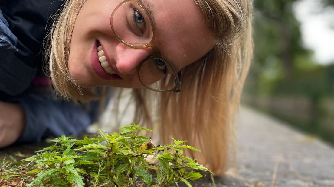 Een stoepplantje groeit tussen de stenen of op de muur