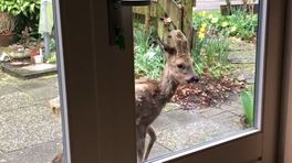 Petra heeft ineens een ree in de tuin: 'Die is niet lekker'