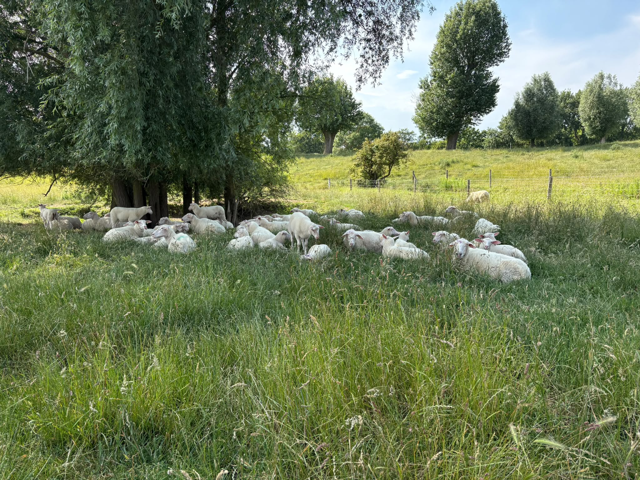 Meer aandacht voor hittestress bij dieren in Zeeuwse weilanden