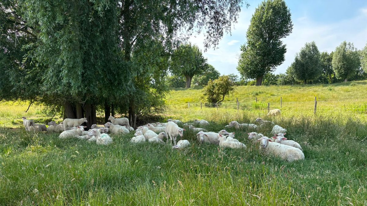 Meer aandacht voor hittestress bij dieren in Zeeuwse weilanden