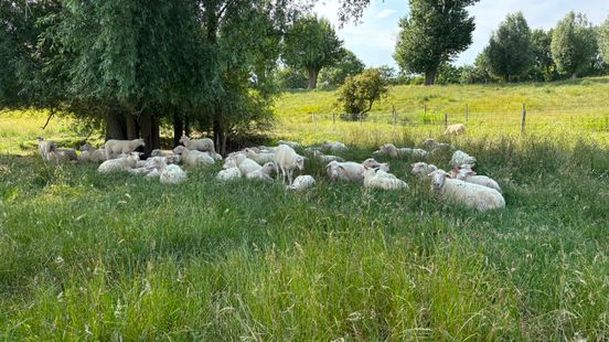 Meer aandacht voor hittestress bij dieren in Zeeuwse weilanden Nieuws
