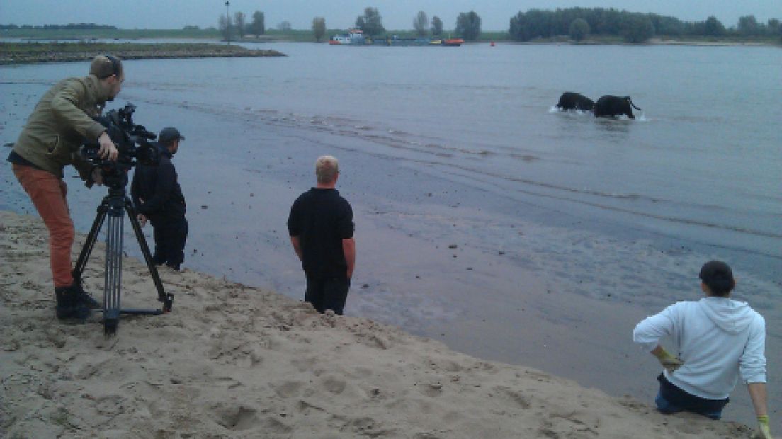In het gebied bij de Bisonbaai, bij Nijmegen, zijn donderdagochtend 25 konikpaarden en 12 gallowayrunderen gevangen.De beheerder van de kuddes runderen en paarden, FREE Nature, verplaatst de kuddes ieder jaar.