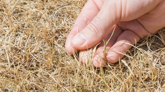Dor en geel gras: sproeien, sproeien en nog eens sproeien, maar wat helpt nog meer? Home