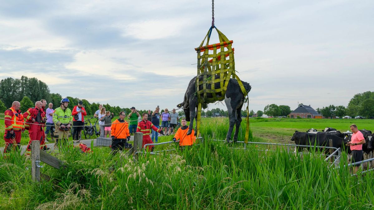 112-nieuws donderdag 18 juni: Brandweer redt koe en paard uit sloot bij Delfzijl • Automobilist bela