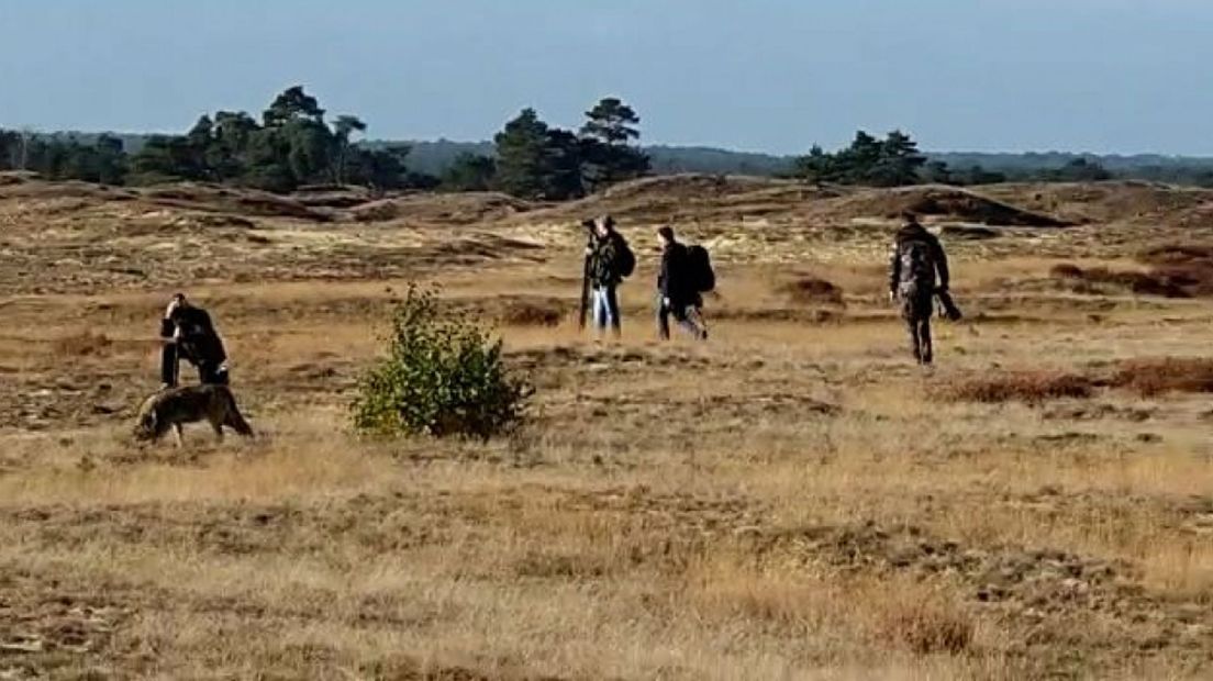 Natuurfotografen staan, begin oktober, op korte afstand van de wolf.